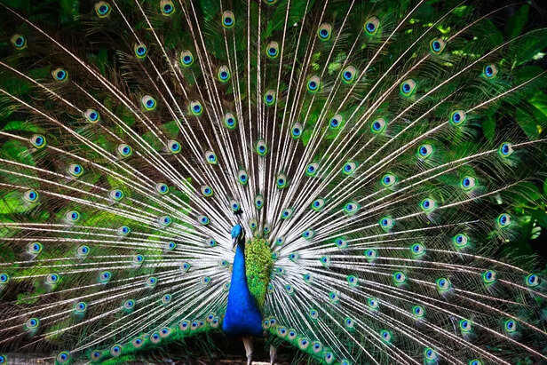 7 rare birds that look painted by nature