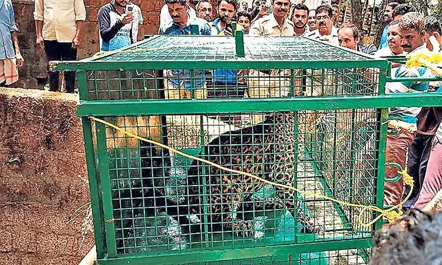 Leopard rescued after falling into well at Jensale in Siddapur