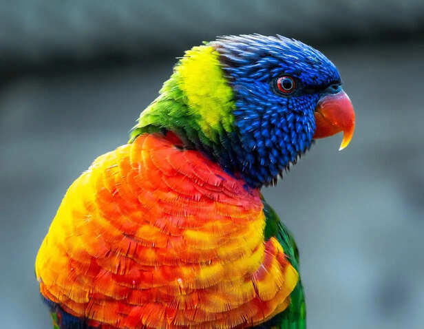 7 rare birds that look painted by nature