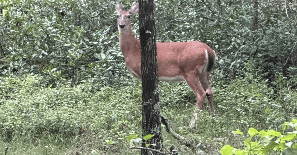 A deer standing in the woods in Parvin State Park in New Jersey.