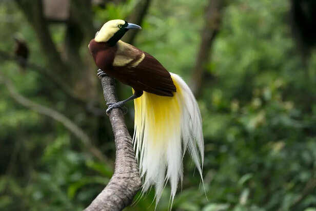 7 rare birds that look painted by nature