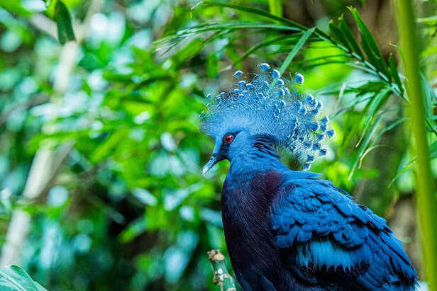 7 rare birds that look painted by nature