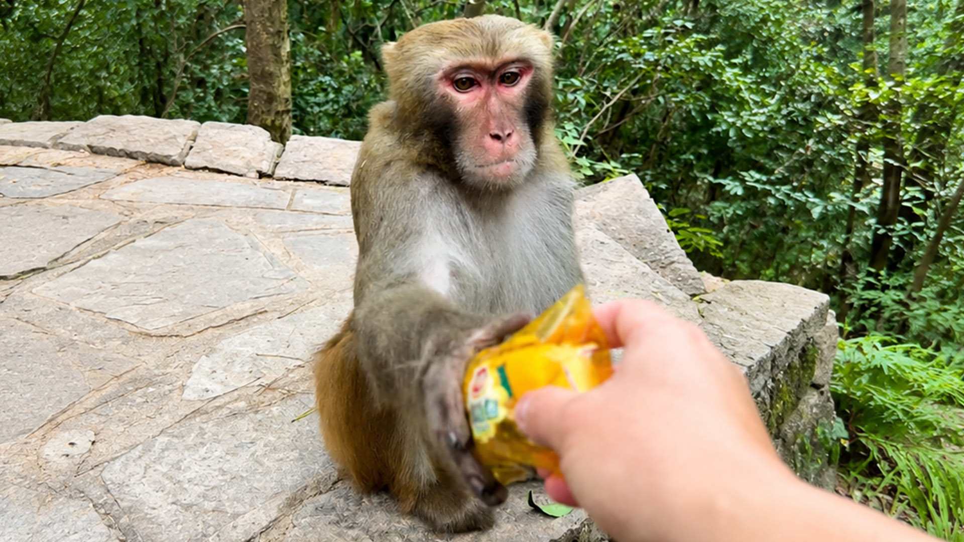 Deze aap reageert snel nadat hij eten van mensen ziet