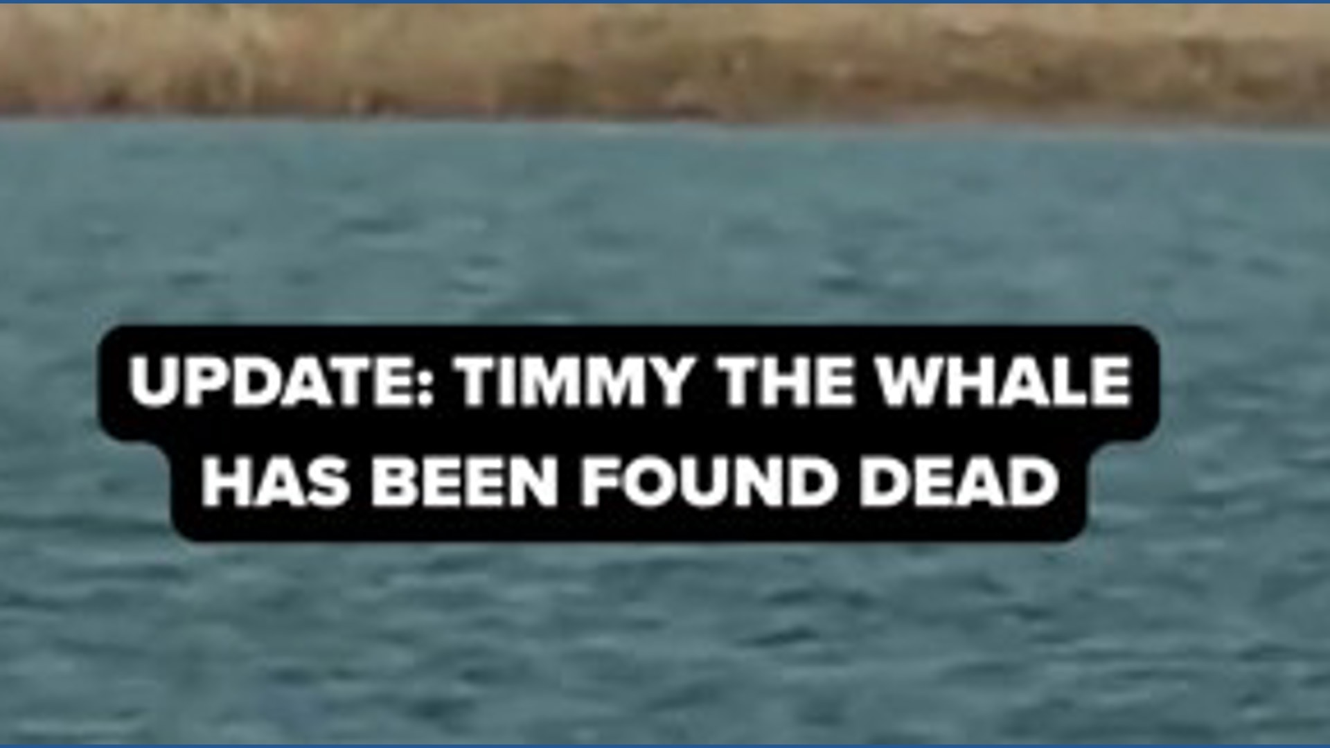 Timmy the whale was found dead off the coast of Denmark