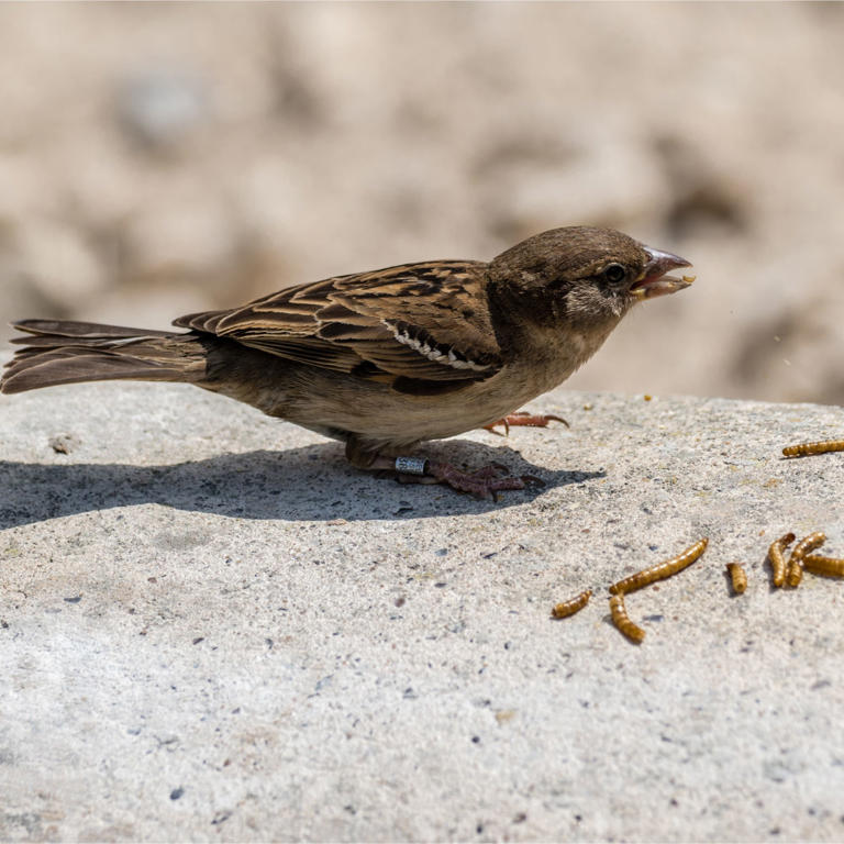 The RSPB says these two things will attract sparrows to your garden ...