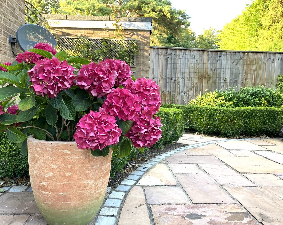 Pet-safe gardening: The common plants that could make your dog or cat ill - Signs That A Dog Is Overeating Grass