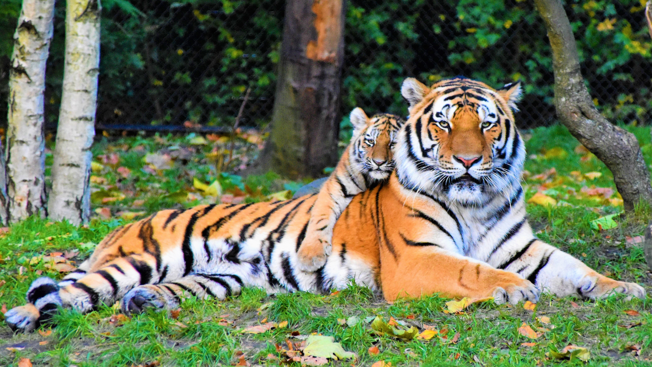 How tigers mark territory using a secret language hidden across forests