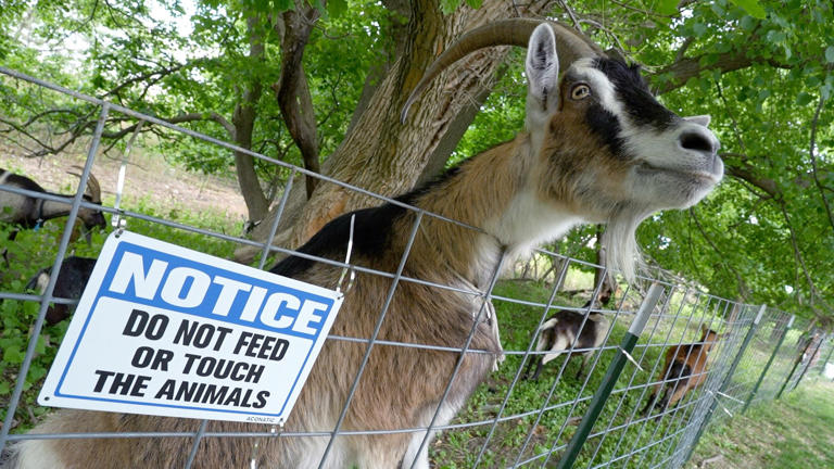 What is that a herd of goats doing in Sea Girt?