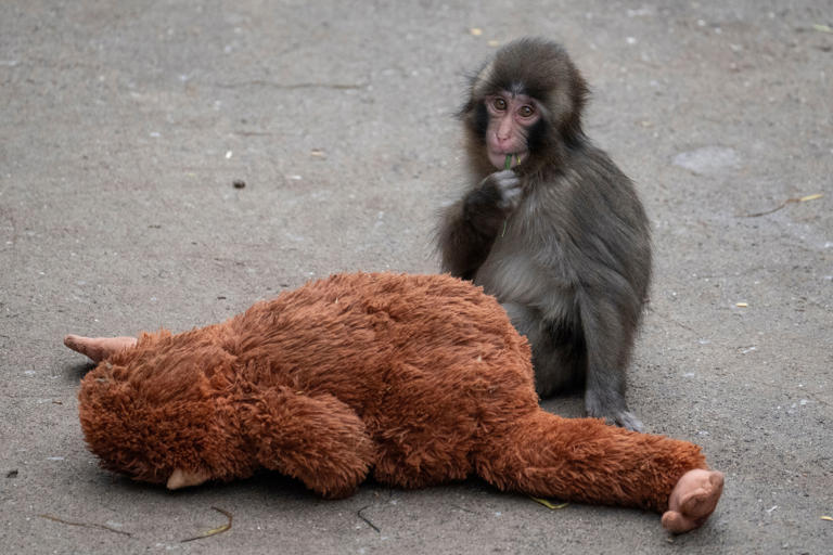 The baby macaque monkey Punch won a legion of fans over his friendship with an organutan plushie (AFP/Getty)