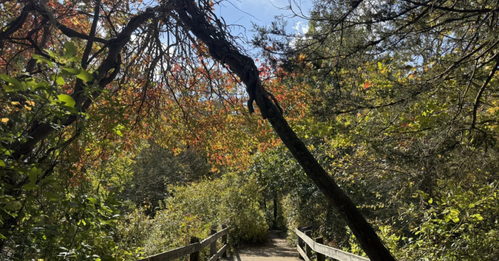 A boardwalk hike leading into the woods at Parvin State Park in New Jersey, with fall foliage on the trees.