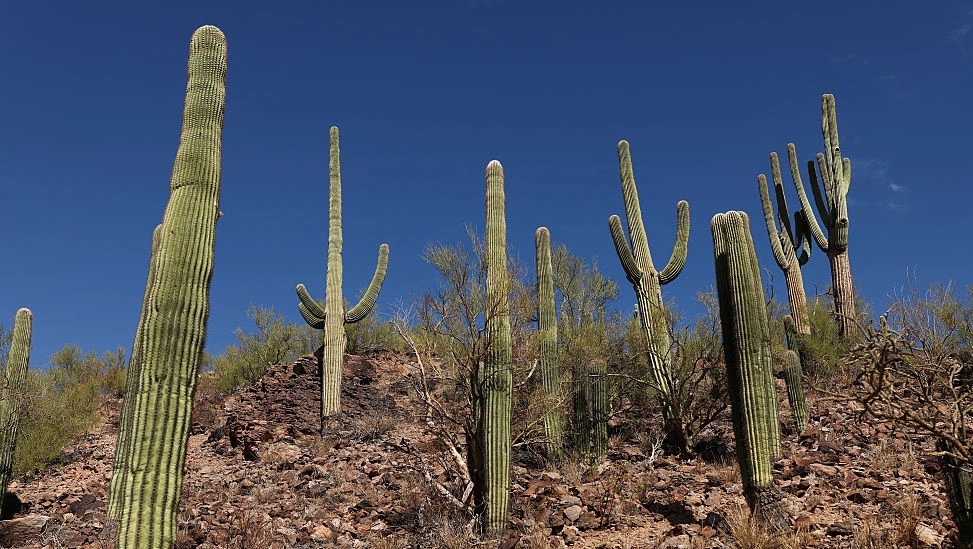Cactus care tips for thriving plants