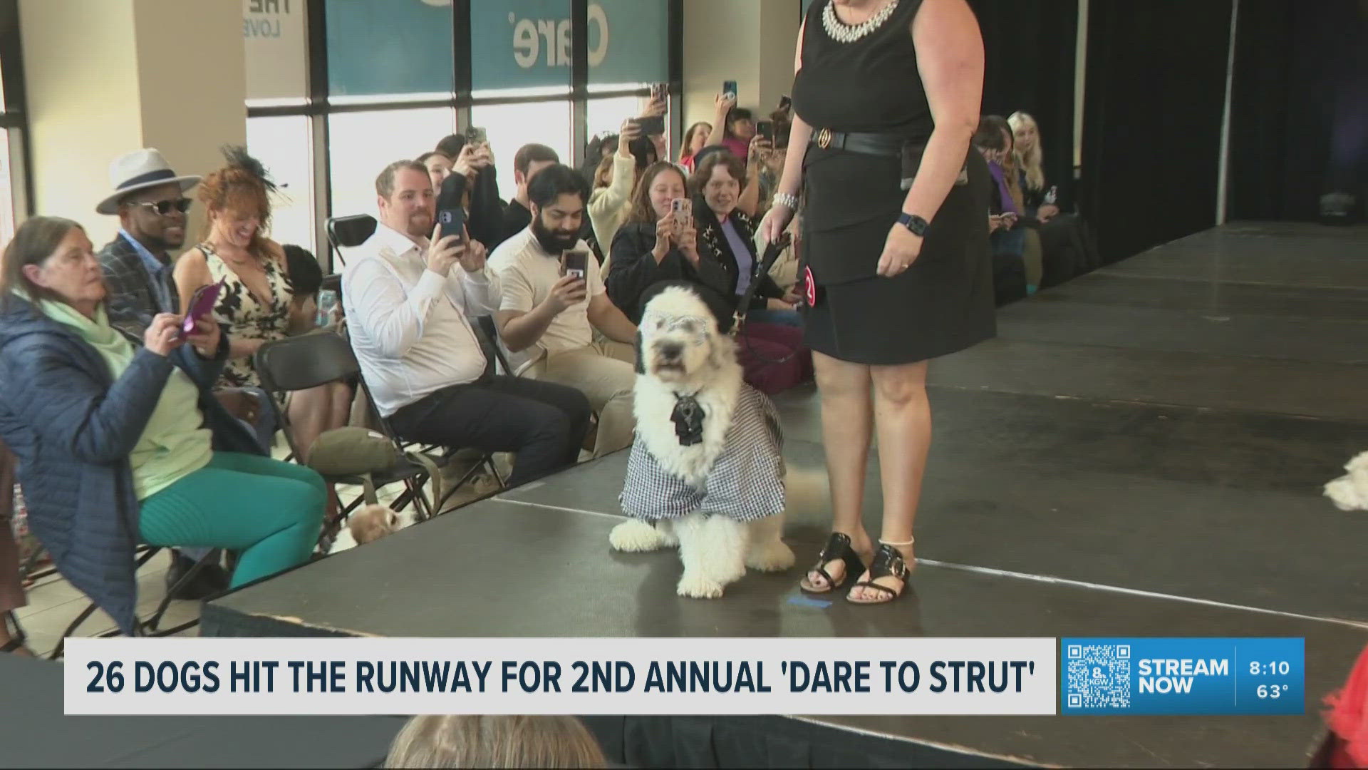 Dogs strut runway at Subaru of Portland fashion show