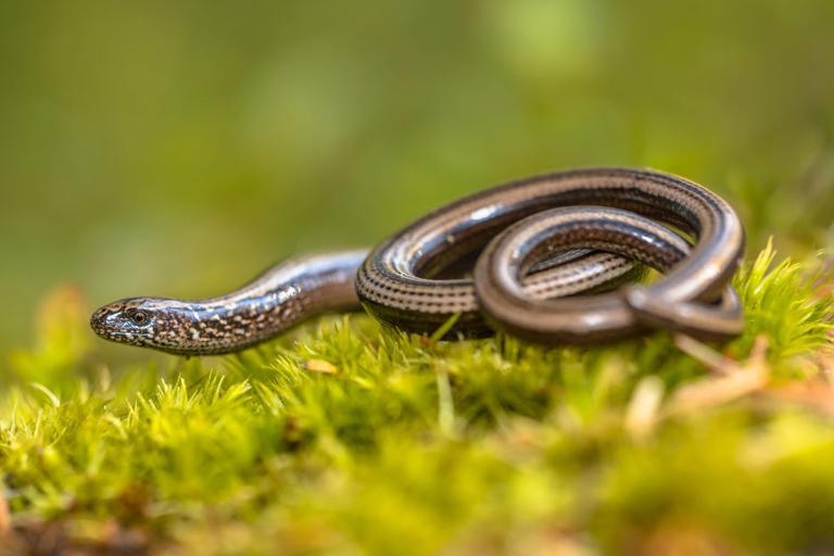 This slithering, fork-tongued creature may look like a snake – but it ...