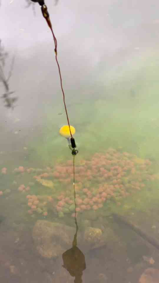 Best Carp Rig Fishing Moment