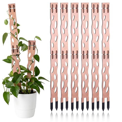 I’m seeing more and more of this quirky houseplant trend – add a pop of ...