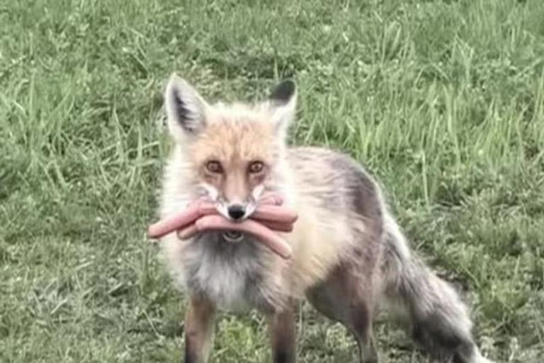 Hot dog bandit fox snapped by cops as 'red-haired suspect' is caught ...