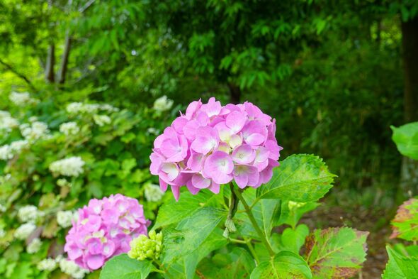 Hydrangeas will produce a beautiful display if gardeners do 1 crucial ...