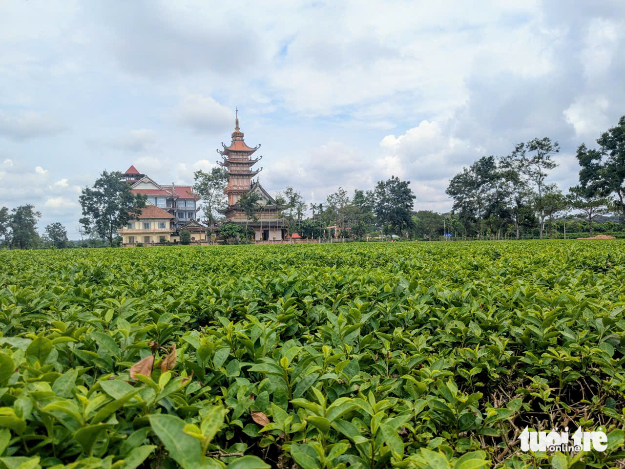 Gia Lai yêu cầu giữ 62,7ha chè Biển Hồ làm du lịch, doanh nghiệp nói gì?