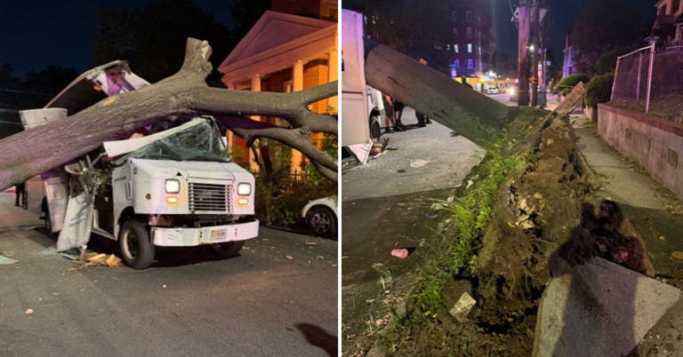 Huge tree falls on truck in Newark, trapping driver inside