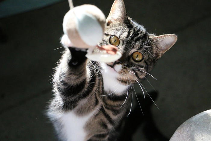 『ポジティブな性格の猫』が持っている特徴3つ 飼いやすさにつながる理由やメリットをご紹介