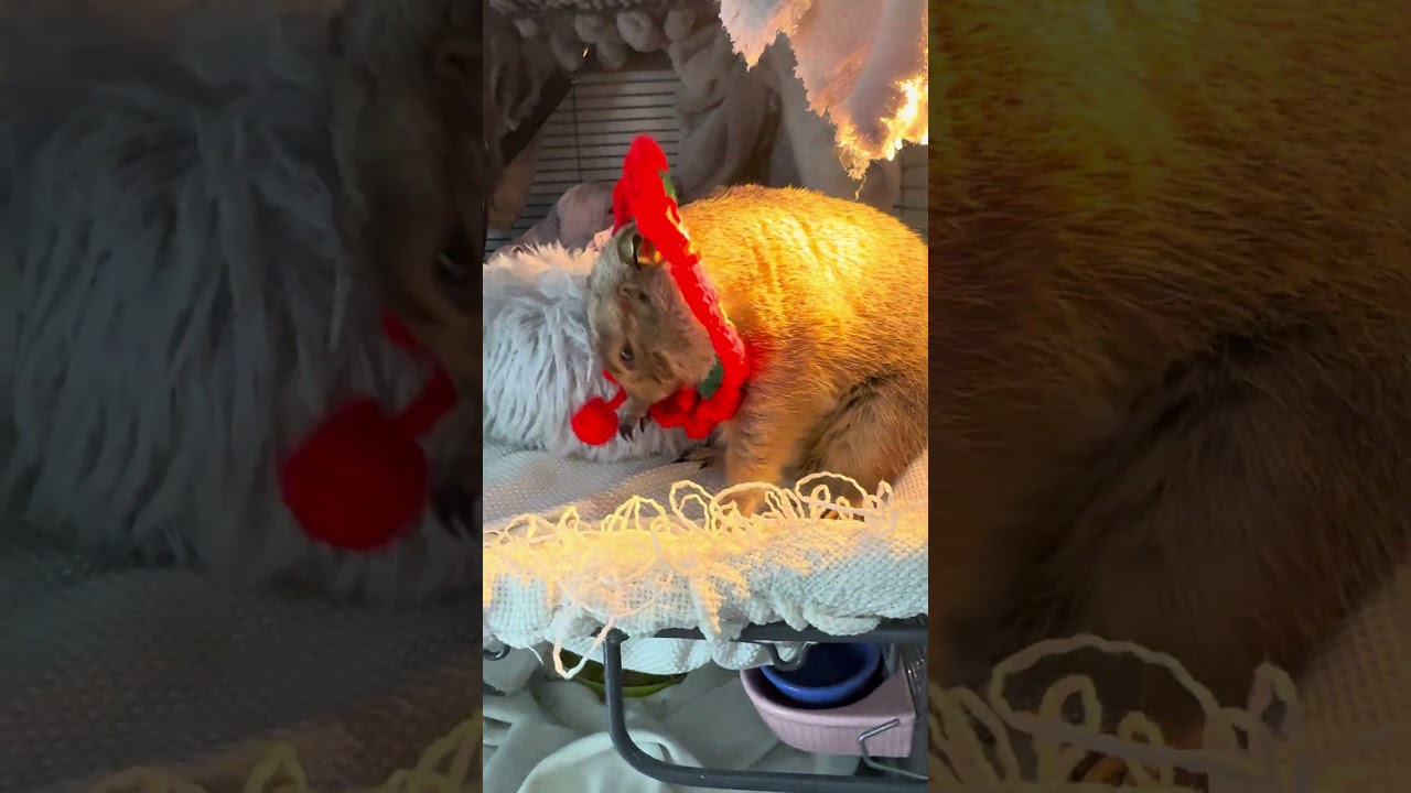 This prairie dog refuses festive outfits from grandma
