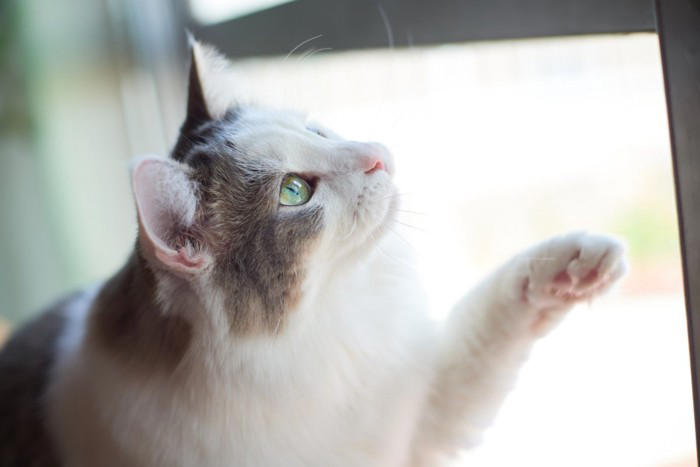 『ポジティブな性格の猫』が持っている特徴3つ 飼いやすさにつながる理由やメリットをご紹介