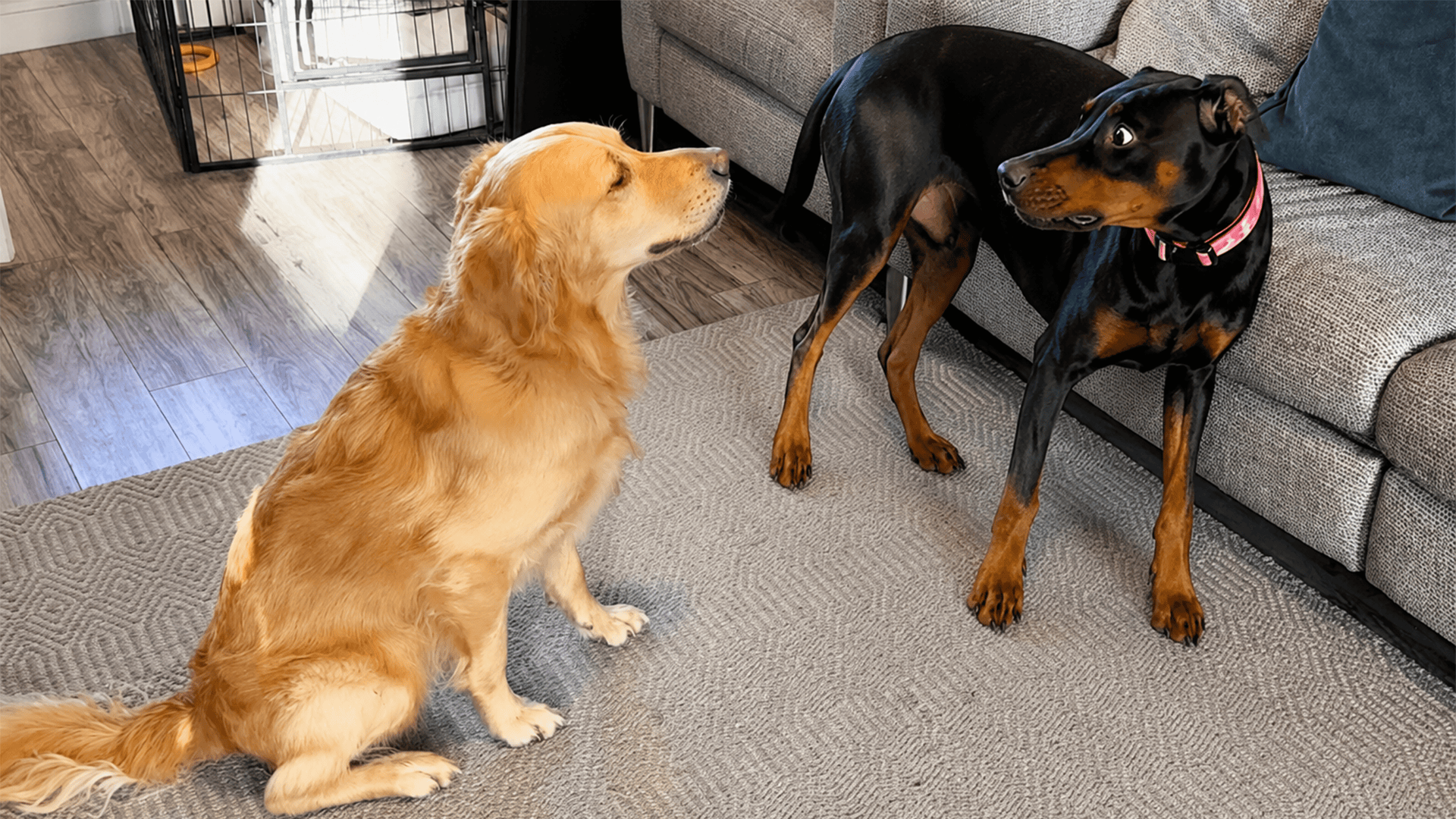Doberman reacts to golden retriever acting clingy