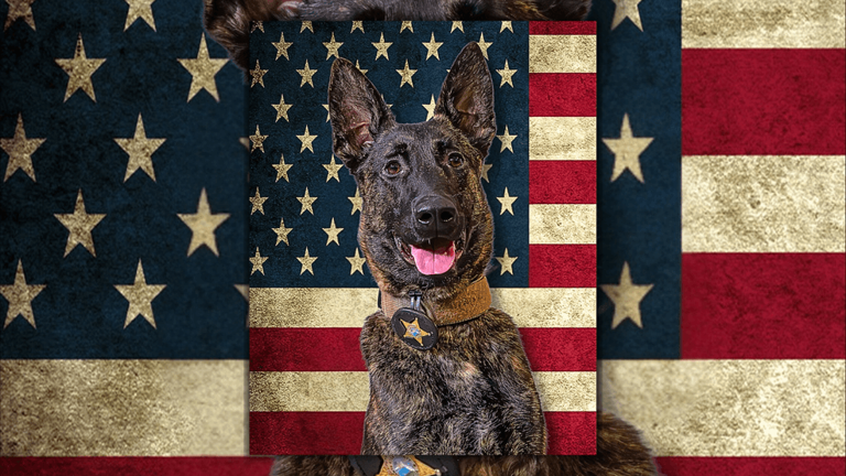 Santa Rosa County K-9 Dart to receive donated bullet- and stab ...