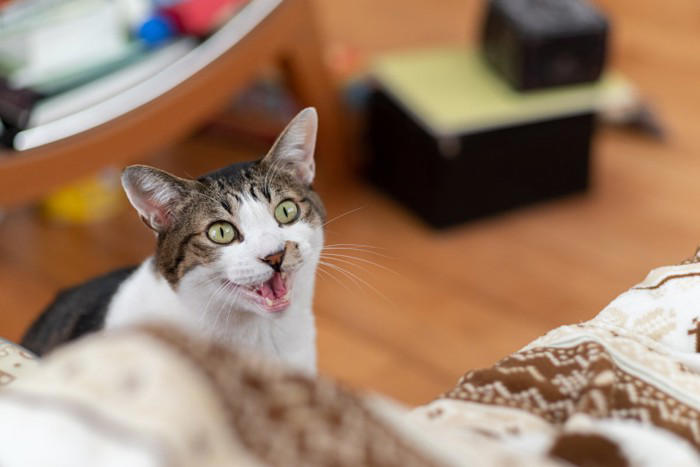 『ポジティブな性格の猫』が持っている特徴3つ 飼いやすさにつながる理由やメリットをご紹介