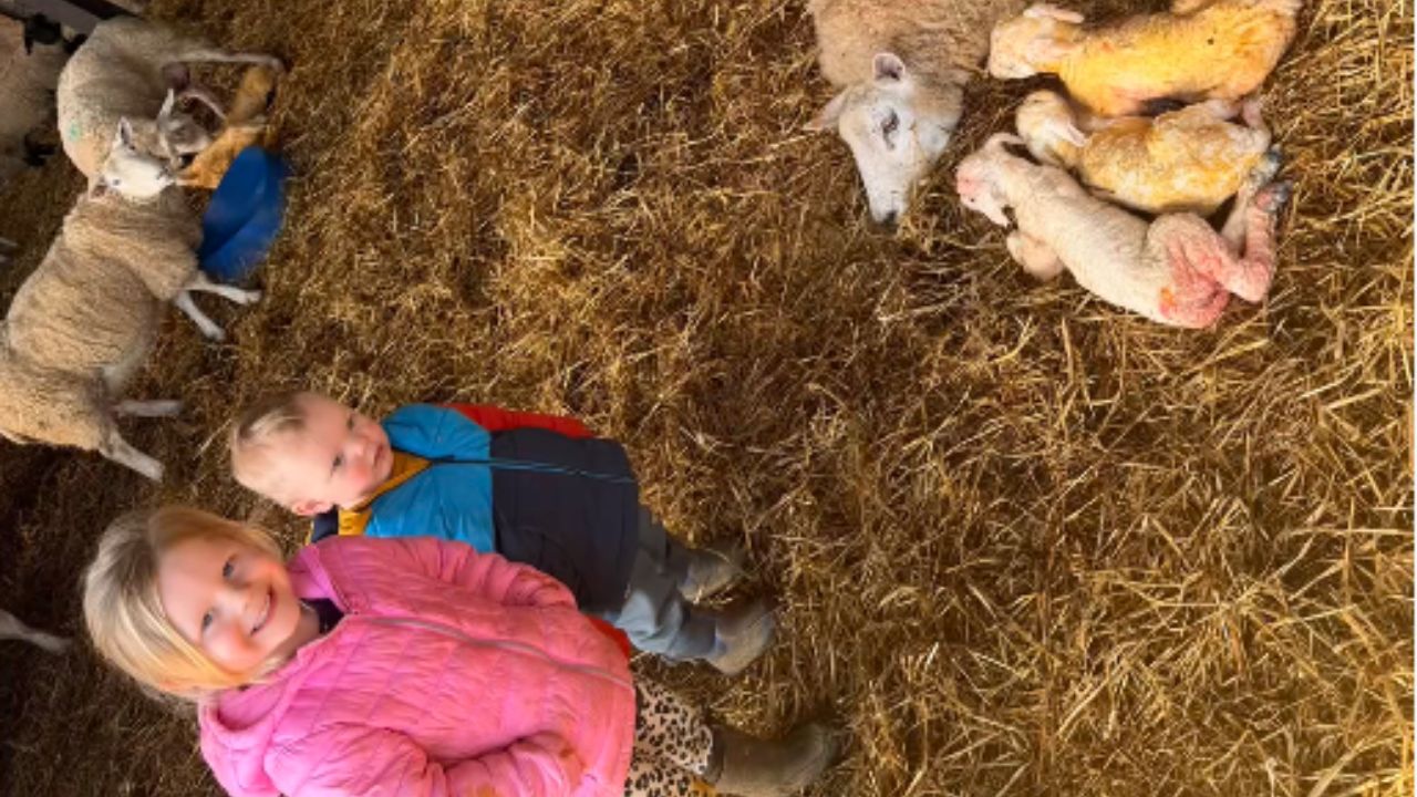 Child assists with lambing on a farm in Cumbria