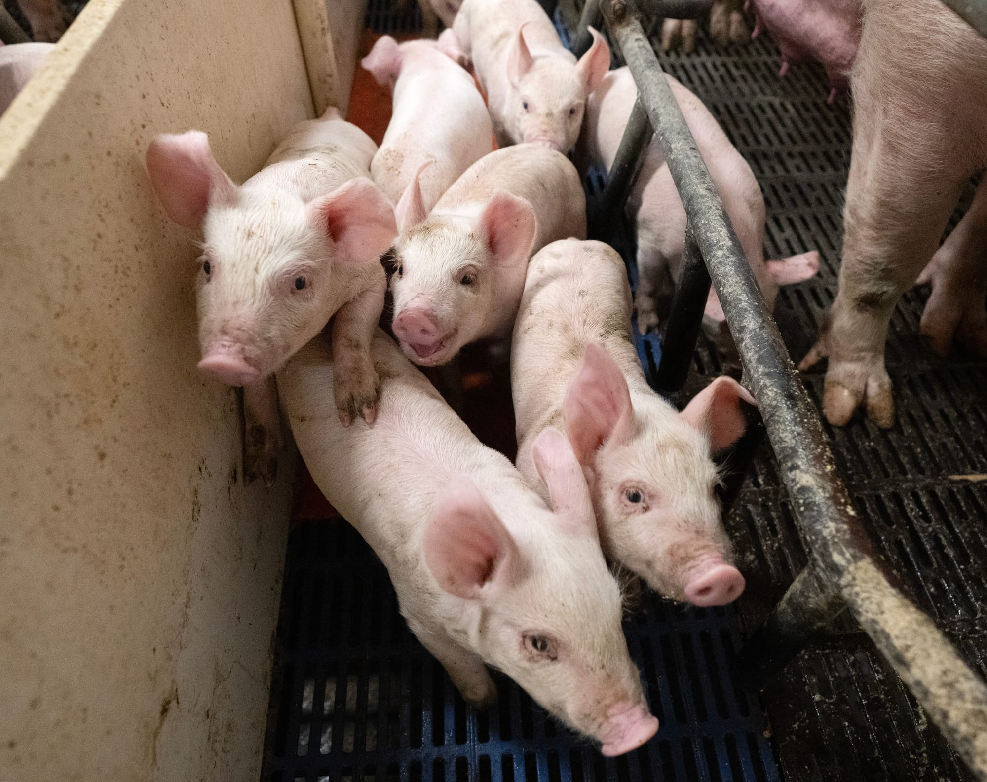 'Pig Improvement Company' wants to discuss Canadian food regulations