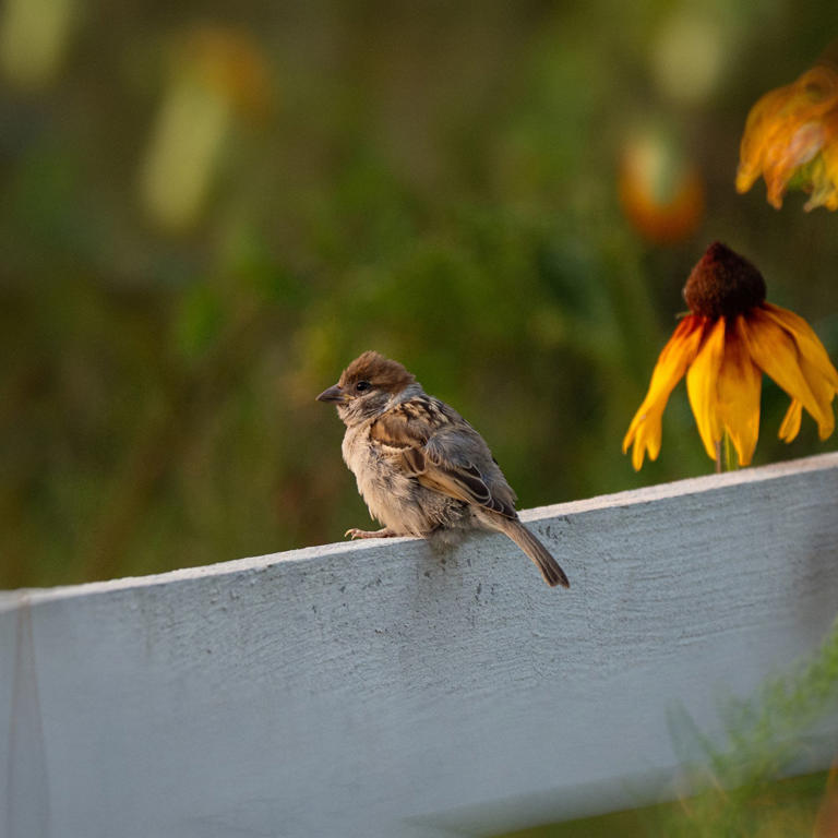 The RSPB says these two things will attract sparrows to your garden ...