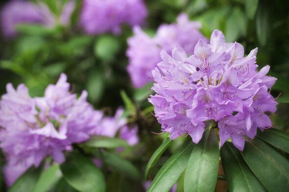 Rhododendrons will thrive and grow back bigger if gardeners avoid key ...