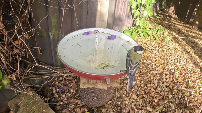 Goodbye traditional bird baths — turn a thrifted frying pan into a ...