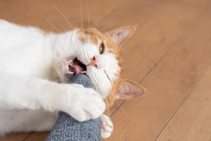 猫があなたの『足を噛んでくる』ときの理由5つ なぜ狙ってくるの？正しい対処法まで解説