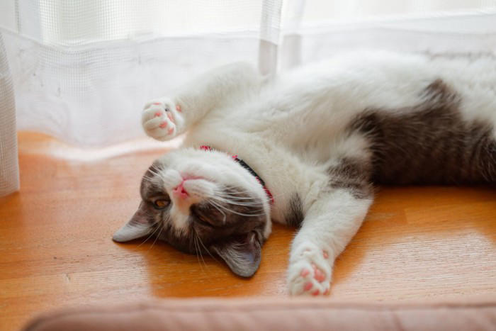 『ポジティブな性格の猫』が持っている特徴3つ 飼いやすさにつながる理由やメリットをご紹介