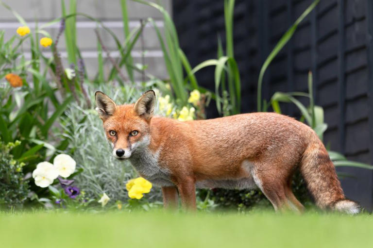 Hot dog bandit fox snapped by cops as 'red-haired suspect' is caught ...
