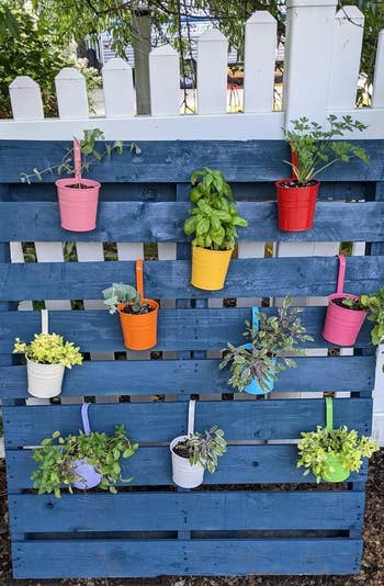 Colorful pots with plants hang from a vertical blue wooden pallet outdoors against a white fence