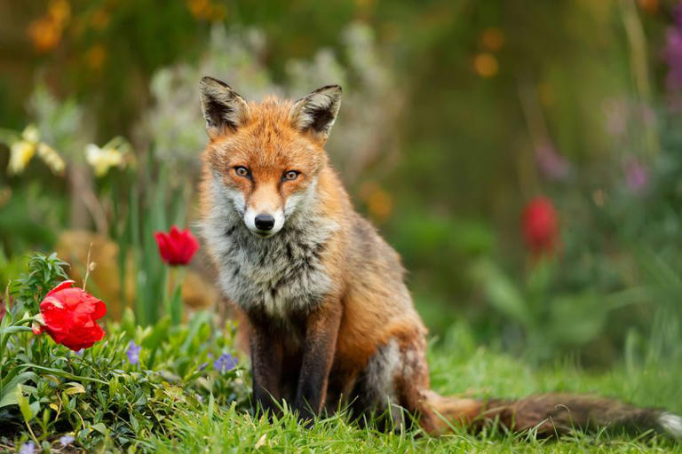 Hot dog bandit fox snapped by cops as 'red-haired suspect' is caught ...