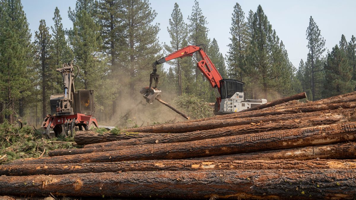 Forest Service, timber companies are spraying weedkiller glyphosate on ...