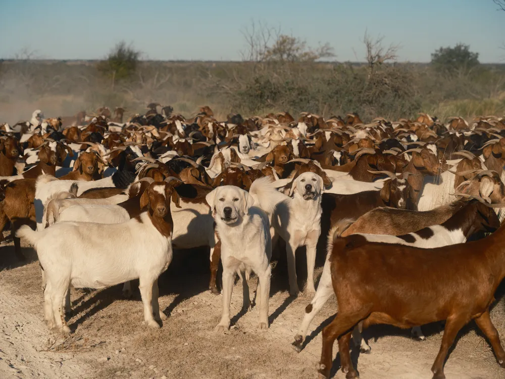 When coyotes threatened livestock on central Texas ranches, the ...