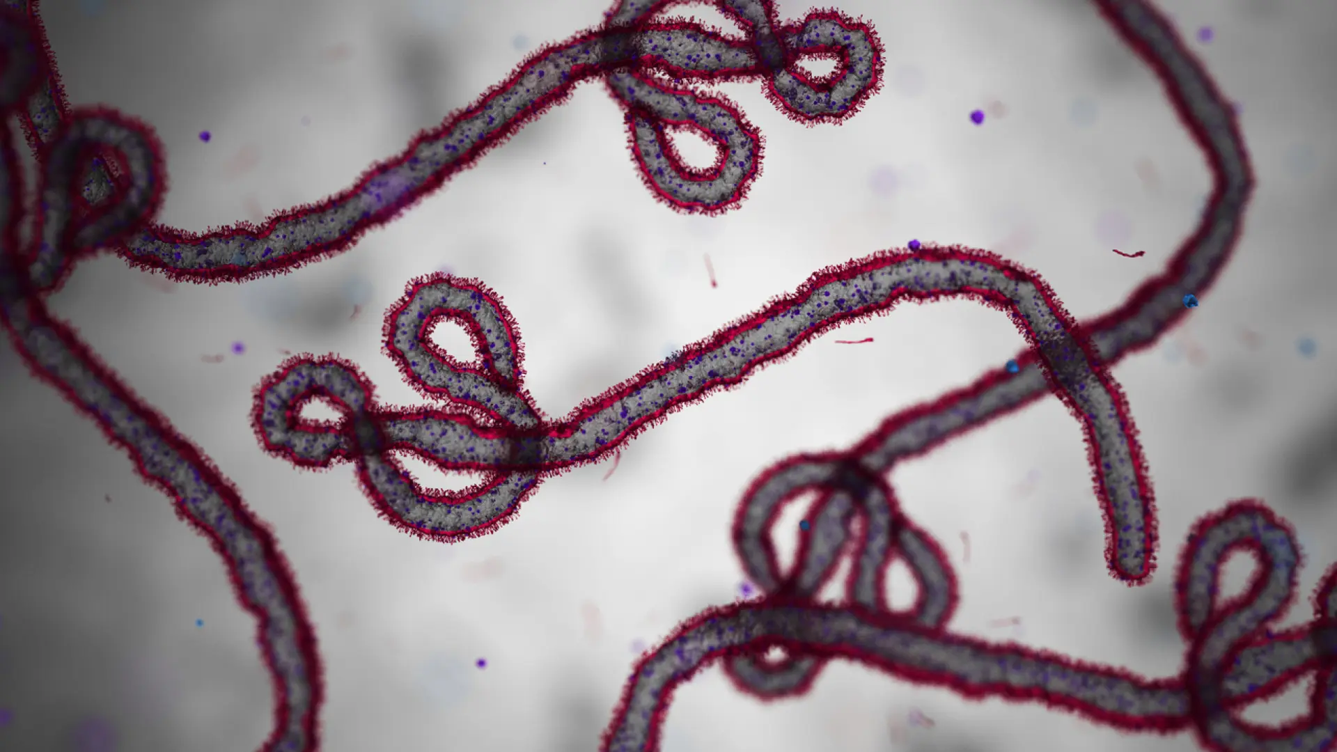 Así es el virus de Bundibugyo, la cepa del ébola que ha llevado a la ...