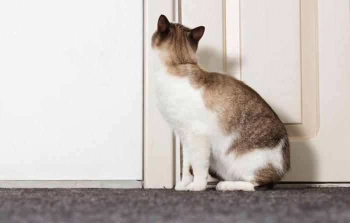 猫があなたの『足を噛んでくる』ときの理由5つ なぜ狙ってくるの？正しい対処法まで解説