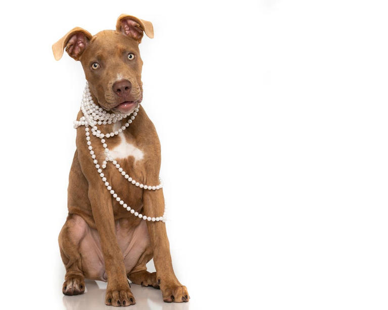 200+ stylish and fancy dog names for classy pups