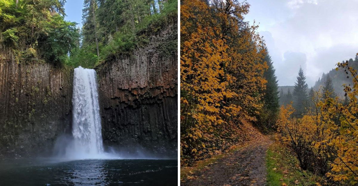 This 0.7-mile Oregon trail leads to a waterfall that barely anyone ...
