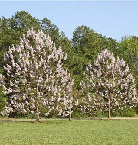17 fast-growing shade trees that’ll cool down your yard in no time