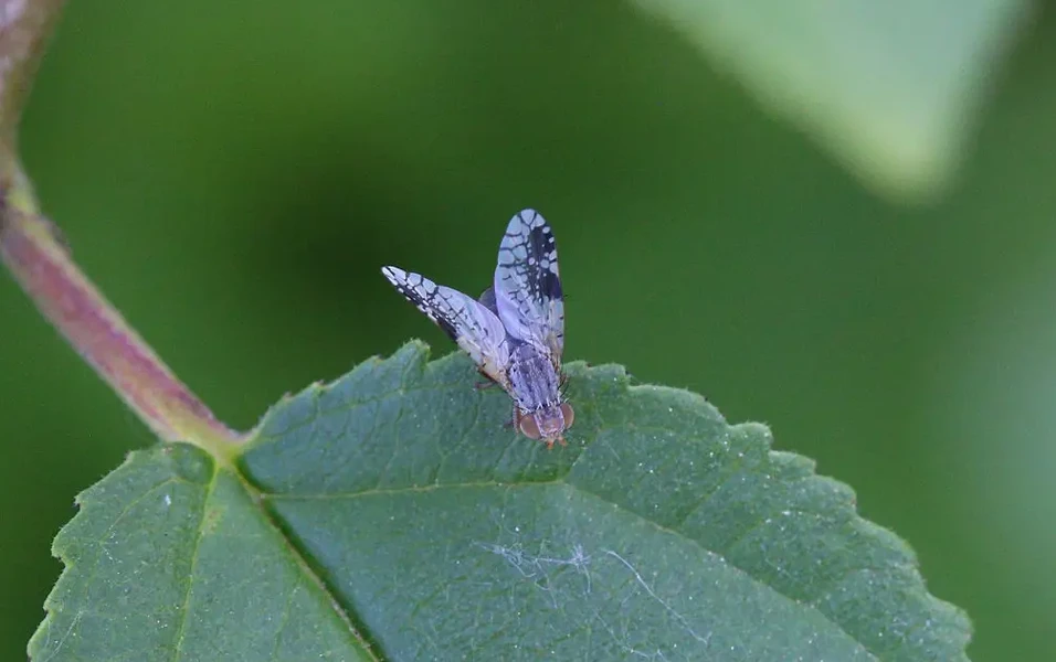 Tim Carter shares new tips to prevent clogs and fruit flies