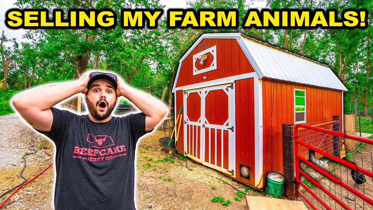 I took my backyard animals to auction!