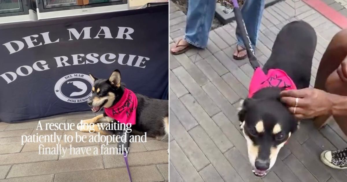 Rescue dog failed to get adopted at event, waits for forever family
