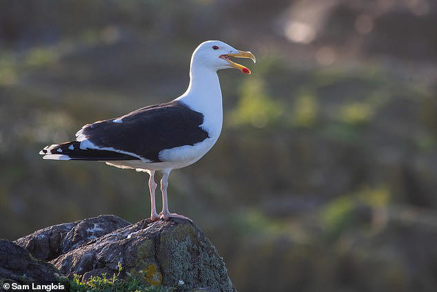 The UK's largest gull, the seemingly formidable Great Black–backed Gull, has seen a drop of up to 66 per cent during the winter months 